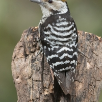 Brown-fronted woodpecker | Female
