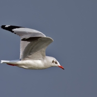 Brown-headed gull | 