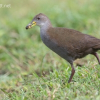 Brown Crake | 