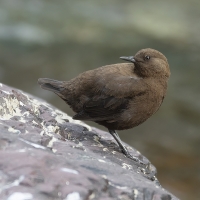 Brown DIpper | 
