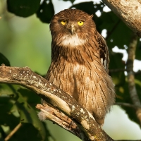 Brown fish owl | 