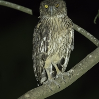 Brown fish owl | 
