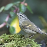 Buff - barred Warbler | 