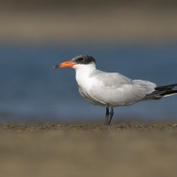Caspian Tern | 