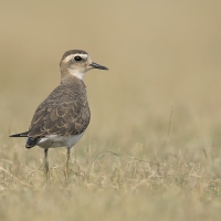 Caspian plover | 