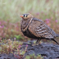 Chestnut-bellied Sandgrouse | Male