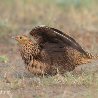 Chestnut-bellied Sandgrouse | Male