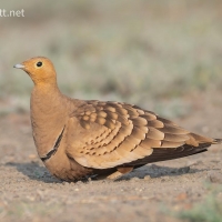 Chestnut-bellied Sandgrouse | Male