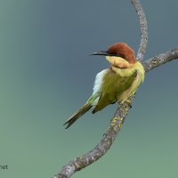 Chestnut-headed Bee-eater | 