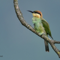 Chestnut-headed Bee-eater | 
