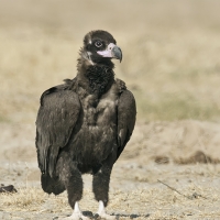 Cinerous vulture | Juvenile