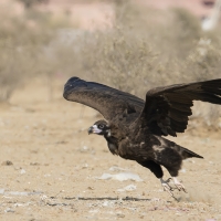 Cinerous vulture | Juvenile
