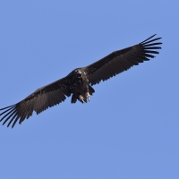 Cinerous vulture - Juvenile | Juvenile