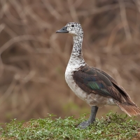 Comb duck | Female
