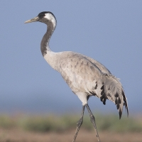 Common Crane | 