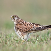 Common Kestrel | Female
