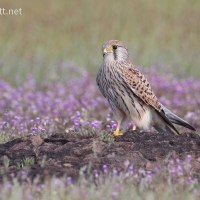 Common Kestrel | Female