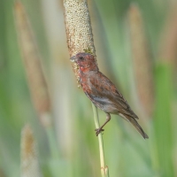 Common Rosefinch | 