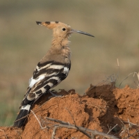 Common hoopoe | 