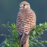 Common kestrel | Female