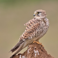 Common kestrel | Female