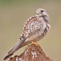 Common kestrel | Female