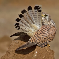 Common kestrel | Female