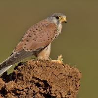 Common kestrel | Male
