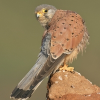Common kestrel | Male