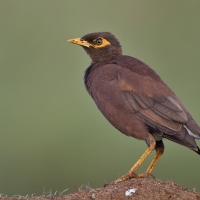 Common myna | 