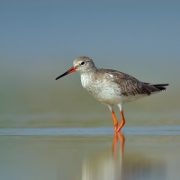 Common redshank | 