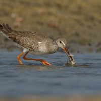 Common redshank | 