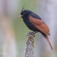 Crested bunting | Male