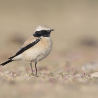 Desert Wheatear | 