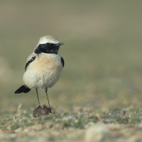 Desert wheatear | 
