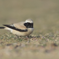 Desert wheatear | 