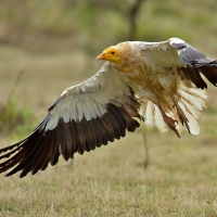Egyptian vulture | 