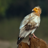 Egyptian vulture | 
