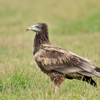 Egyptian vulture | Juvenile