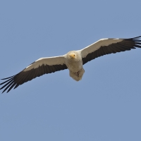 Egyptian vulture | 