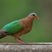 Emerald dove | Female