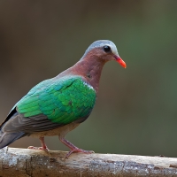 Emerald dove | Male