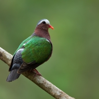 Emerald dove | Male