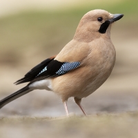 Eurasian Jay | 