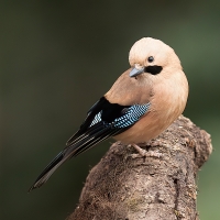 Eurasian Jay | 