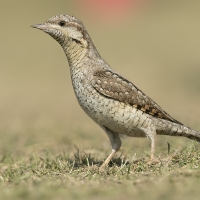 Eurasian Wryneck | 