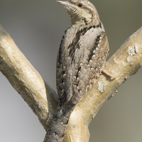 Eurasian wryneck | 