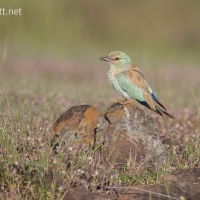 European Roller | 