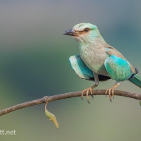 European Roller | 