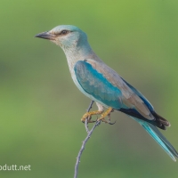 European Roller | 